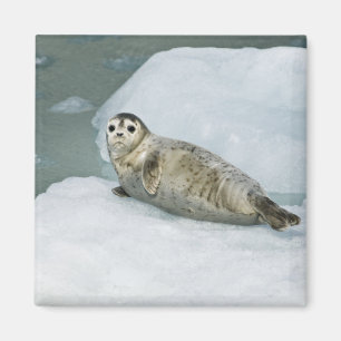 Cute Harbour Seal på Snö Magnet