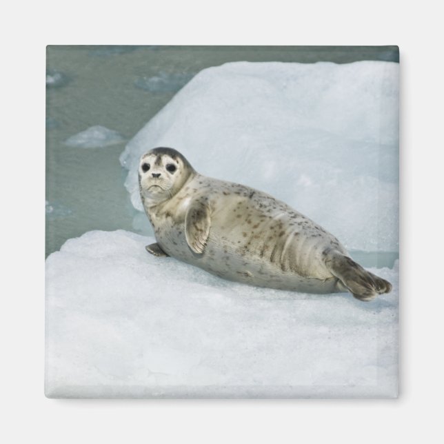 Cute Harbour Seal på Snö Magnet (Framsidan)