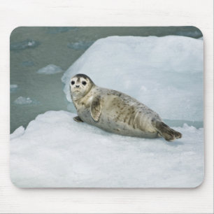 Cute Harbour Seal på Snö Musmatta