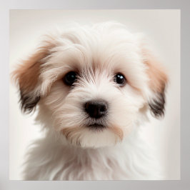 Cute Havanese Puppy Hund Poster (1)