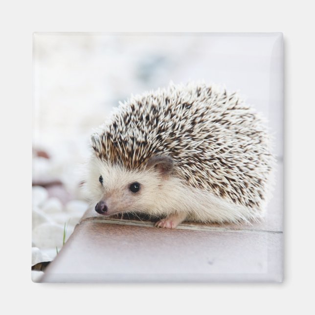 Cute Hedgehog Baby Magnet (Framsidan)