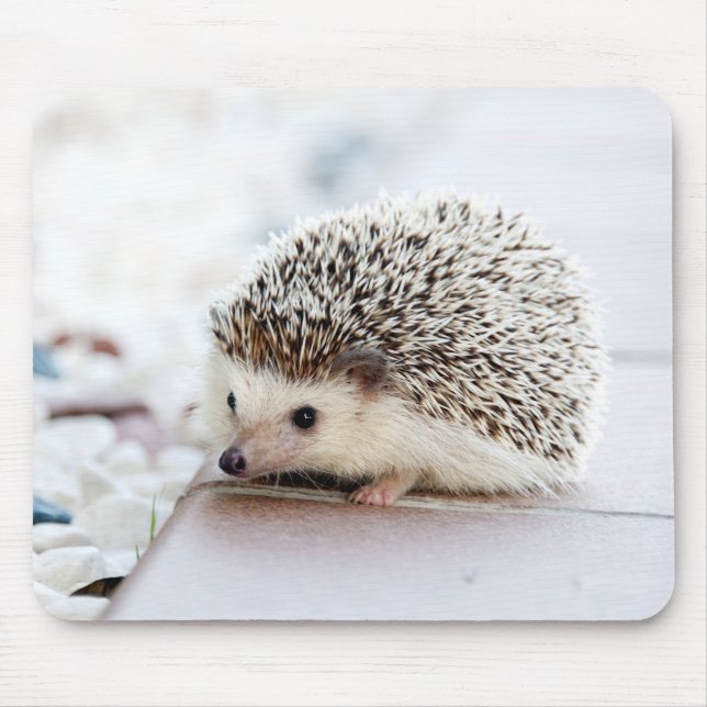 Cute Hedgehog Baby Musmatta (Framsidan)