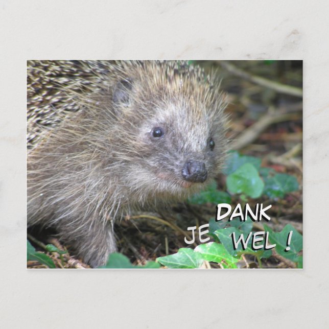 Cute Hedgehog Dank Je Wel-vykort Vykort (Framsida)