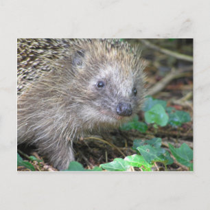 Cute Hedgehog DIY Postcard Vykort