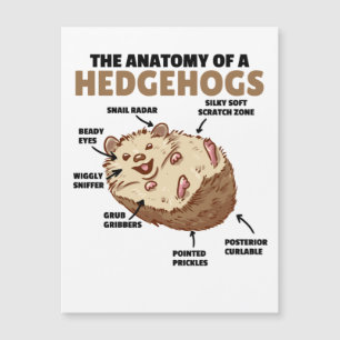 Cute Hedgehog-förklarande anatomi hos en Hedgehogs