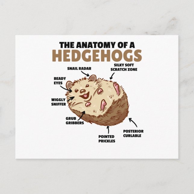 Cute Hedgehog-förklarande anatomi hos en Hedgehogs Vykort (Framsida)