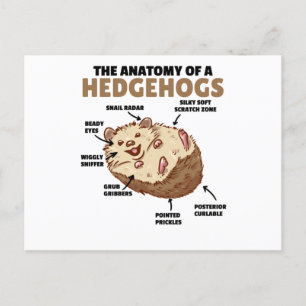 Cute Hedgehog-förklarande anatomi hos en Hedgehogs Vykort