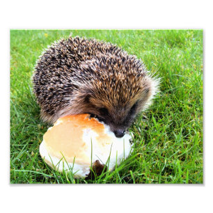 CUTE HEDGEHOG FOTOTRYCK