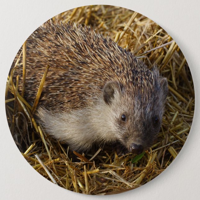 Cute Hedgehog in Stubble Fält Knapp (Framsida)