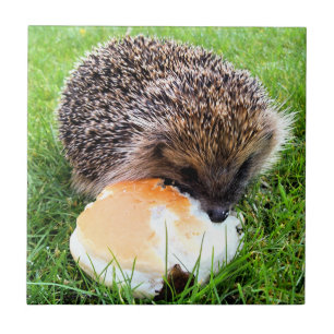 CUTE HEDGEHOG KAKELPLATTA