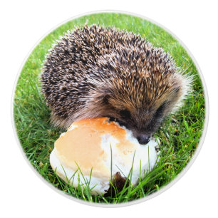 CUTE HEDGEHOG KNOPP