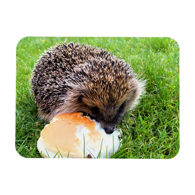 CUTE HEDGEHOG MAGNET (Horisontell)