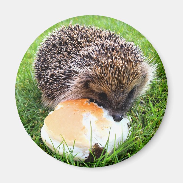 CUTE HEDGEHOG MAGNET (Framsidan)