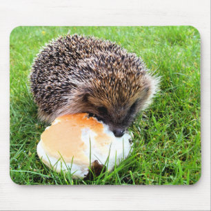 CUTE HEDGEHOG MUSMATTA