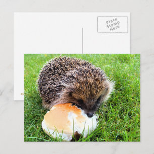 CUTE HEDGEHOG VYKORT