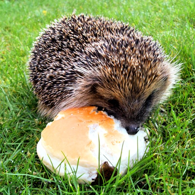 CUTE HEDGEHOG VYKORT (Skapare uppladdad)