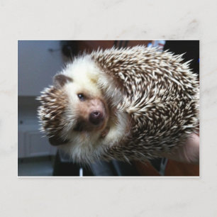 Cute Hedgehog Vykort