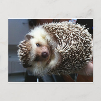 Cute Hedgehog Vykort
