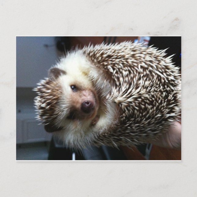 Cute Hedgehog Vykort (Framsida)