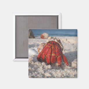 Cute Hermit Crab on White Sandy Beach Close up Magnet