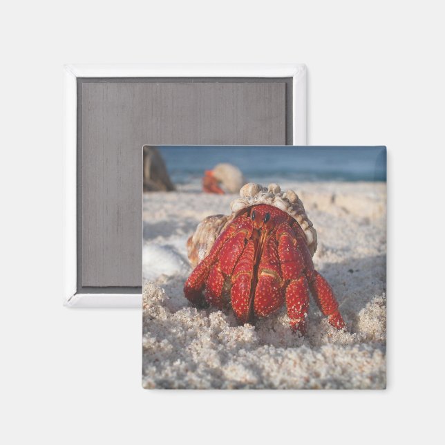 Cute Hermit Crab on White Sandy Beach Close up Magnet (Front/Back)