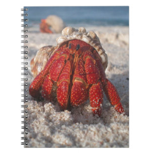 Cute Hermit Crab on White Sandy Beach Closeup Anteckningsbok