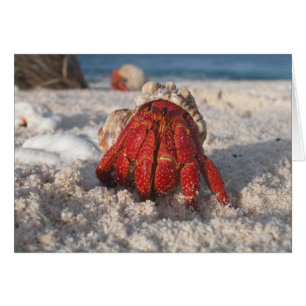 Cute Hermit Crab on White Sandy Beach Closeup Hälsningskort
