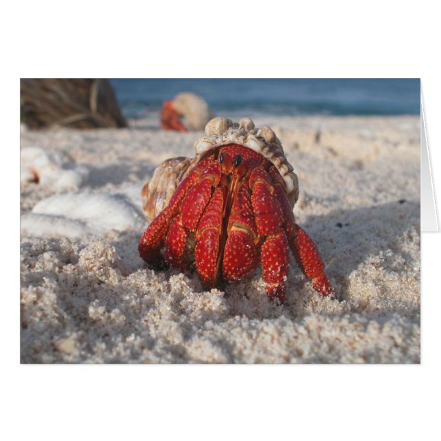 Cute Hermit Crab on White Sandy Beach Closeup Hälsningskort (Framsidan Horizontal)