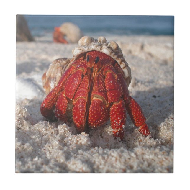 Cute Hermit Crab on White Sandy Beach Closeup Kakelplatta (Framsidan)