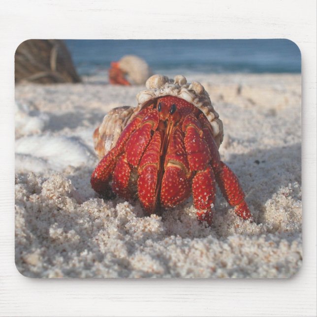 Cute Hermit Crab on White Sandy Beach Closeup Musmatta (Framsidan)