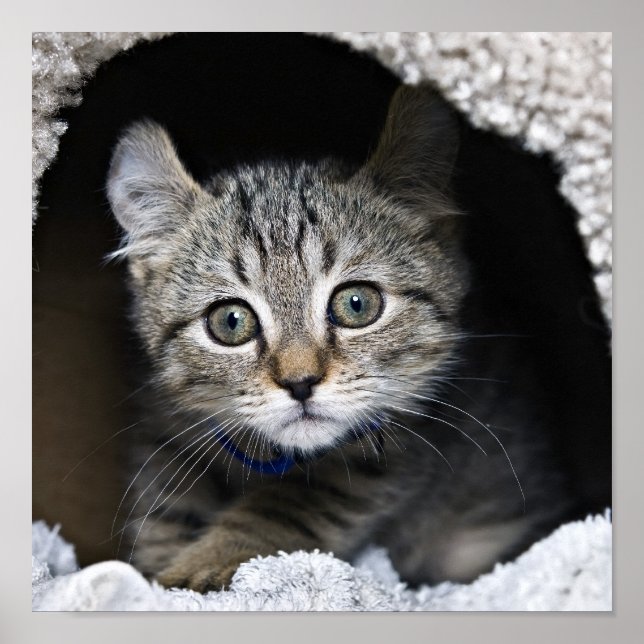 Cute Highland Lynx Kitten Poster (Framsidan)