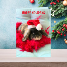 Cute Holland Lop Bunny julkort