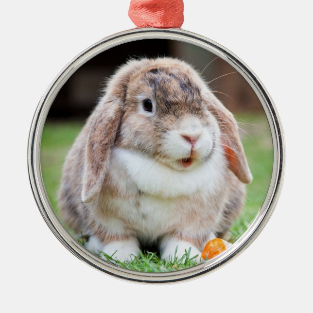 Cute Holland Lop Dwarf Bunny Rabbit Julgransprydnad Metall (Framsidan)