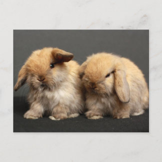 Cute Holland Lop Kits Vykort