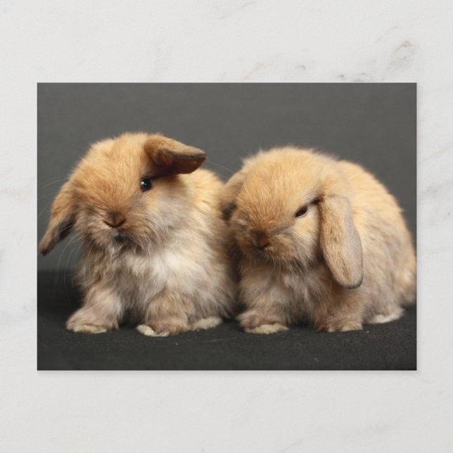 Cute Holland Lop Kits Vykort (Framsida)