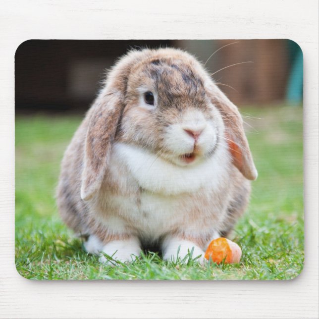 Cute Holland Mini Lop Bunny Rabbit Musmatta (Framsidan)