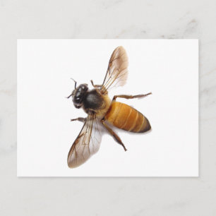 Cute honey bee humla vykort