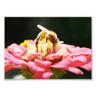 Cute Honeybee på Rosa Zinnia Flower Fototryck