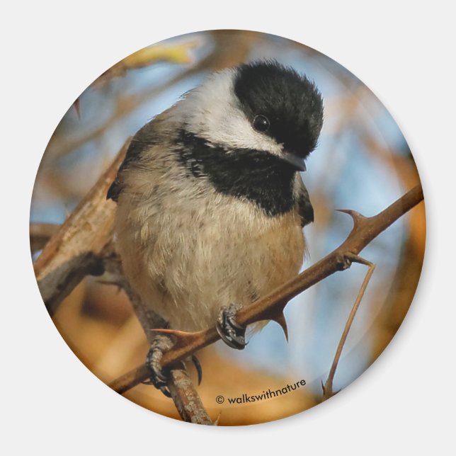 Cute Hopcious Black-Caps Chickadee Songbird Magnet (Framsidan)