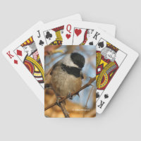 Cute Hopnice Black-Caps Chickadee Songbird