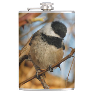 Cute Hopnice Black-Caps Chickadee Songbird Fickplunta
