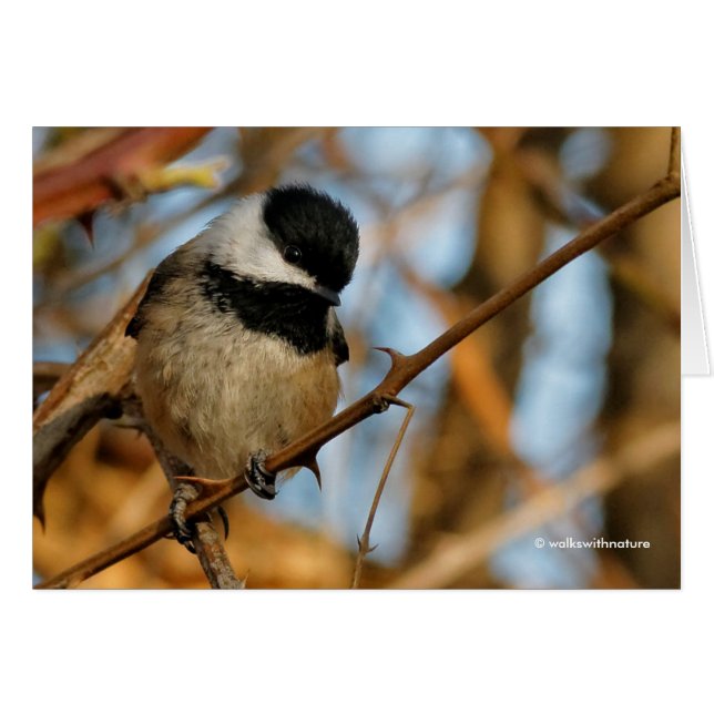 Cute Hopnice Black-Caps Chickadee Songbird Hälsningskort (Framsidan Horizontal)