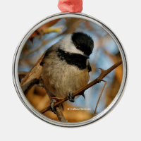 Cute Hopnice Black-Caps Chickadee Songbird
