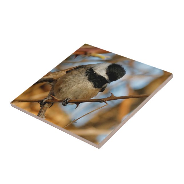 Cute Hopnice Black-Caps Chickadee Songbird Kakelplatta (Sidan)