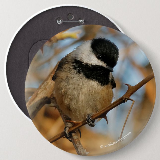 Cute Hopnice Black-Caps Chickadee Songbird Knapp (Framsida & baksida)