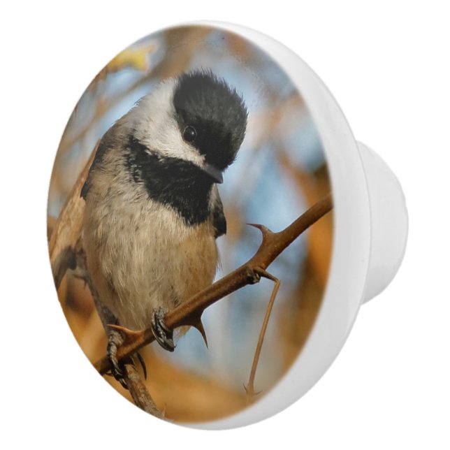 Cute Hopnice Black-Caps Chickadee Songbird Knopp (Höger)