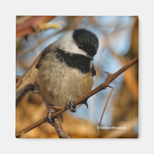 Cute Hopnice Black-Caps Chickadee Songbird Magnet (Framsidan)