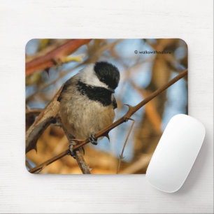 Cute Hopnice Black-Caps Chickadee Songbird Musmatta