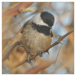 Cute Hopnice Black-Caps Chickadee Songbird Tyg