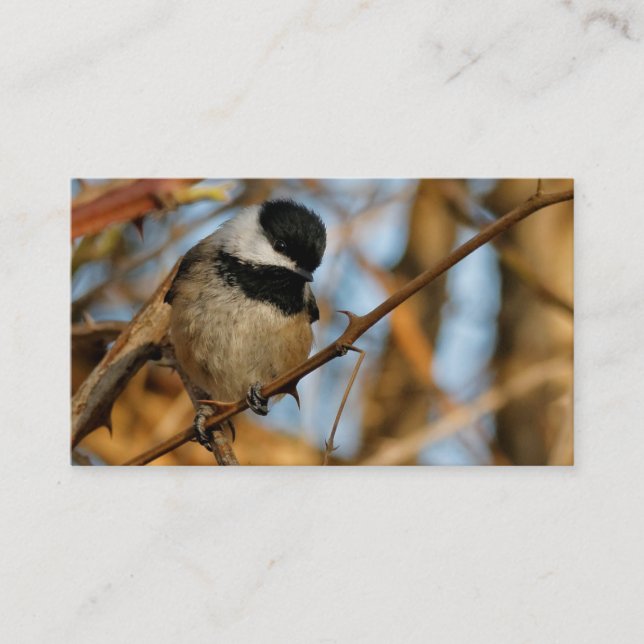 Cute Hopnice Black-Caps Chickadee Songbird Visitkort (Framsida)